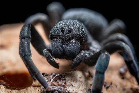Black Tarantula Spider