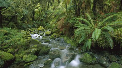 3840x2160 Resolution River Surrounded By Trees Nature Water Trees