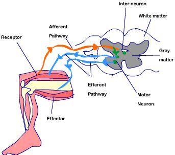 Function of central nervous system is receive signals from the body and send response to muscles. Nervous System structure and function of human brain class ...
