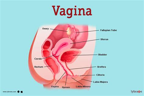 Vagina Vulva Female Anatomy Image Parts Function Problems