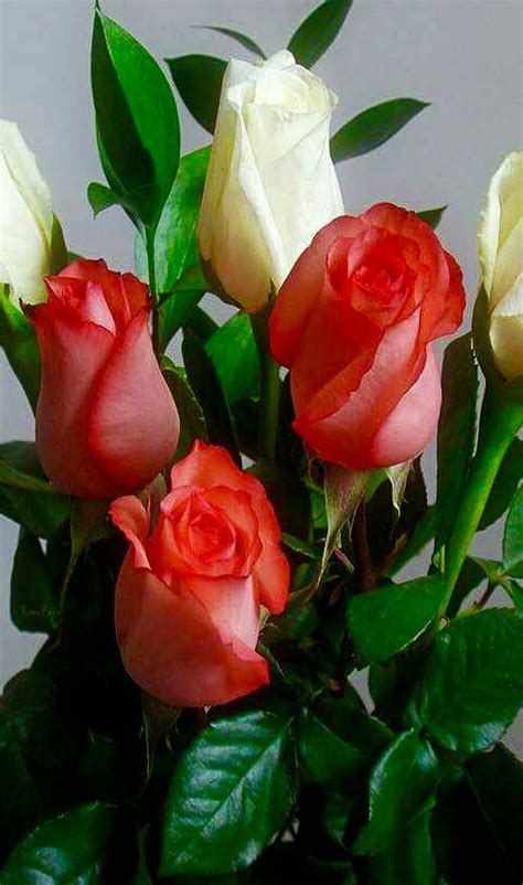 IMG_20160226_151154 | Beautiful flowers, Beautiful roses, Flowers