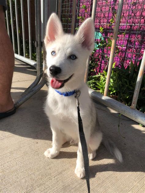 My 3 Month Old Pomsky Husky