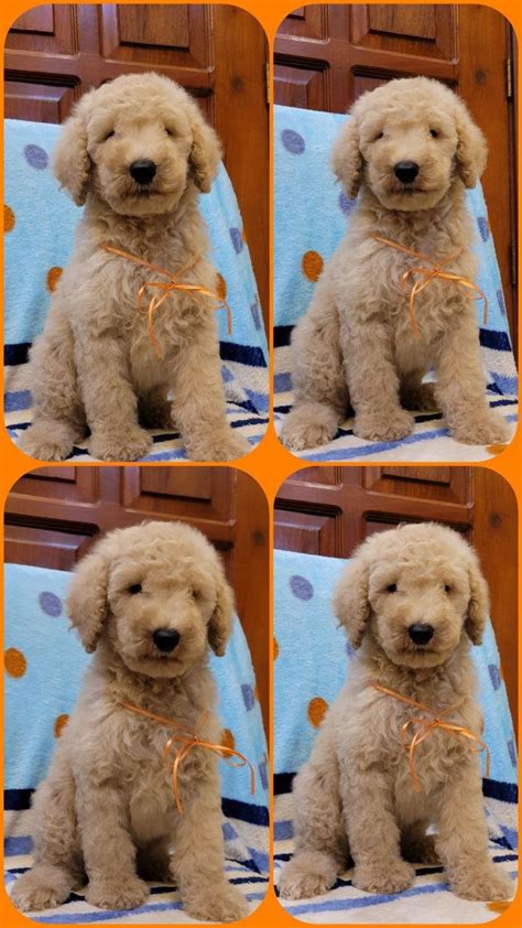 Male Standard Giant Poodle Pet Finder Philippines Buy And Sell