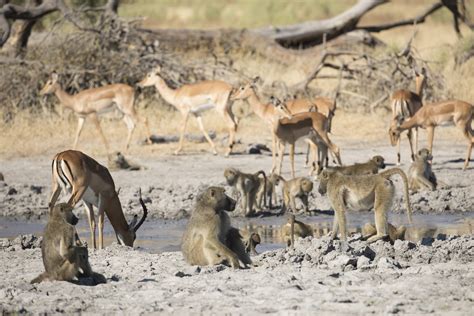 La Série Documentaire Le Royaume Sauvage Revient Pour Une Troisième