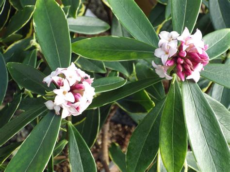 Daphne Odora Aureomarginata Pépinières De La Rivière