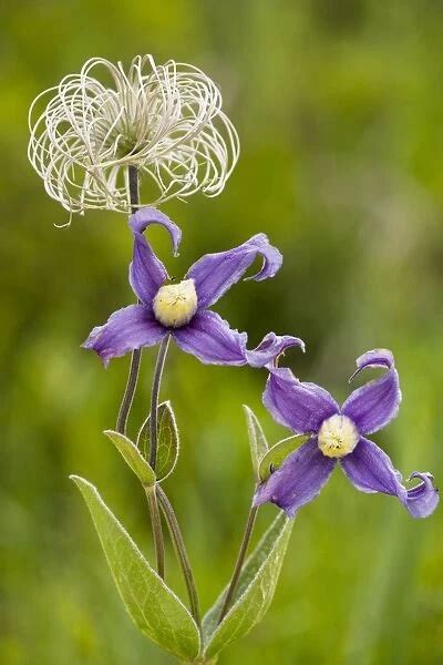 Clematis Integrifolia In Flower And Fruit Print 8182738 Cards