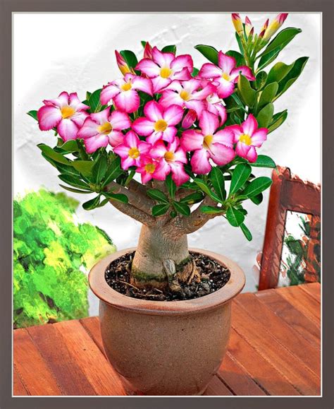 Coisa Que Eu Quero Cultivar