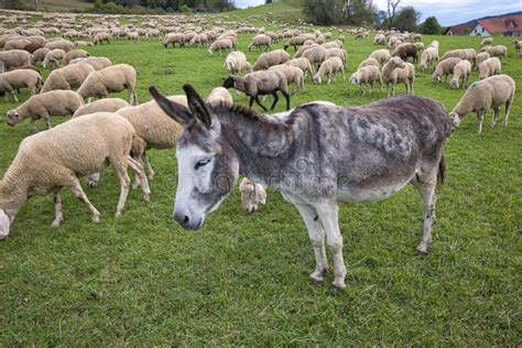 Guard Donkey Stock Image Image Of Donkey Sheeps Sorting 232202541