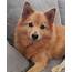 A Finnish Spitz Complete Care Guide And Features 2020
