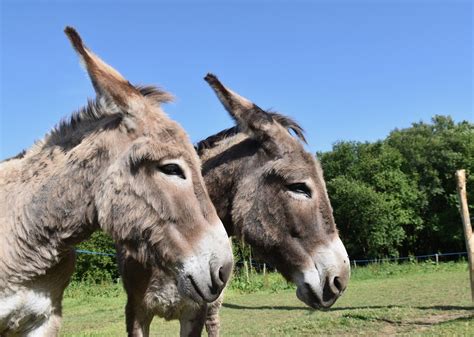 South Africas Latest Hot Export To China Donkeys Insider Paper