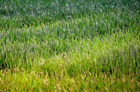 Kostenlose Foto Natur Gras Pflanze Feld Rasen Wiese Prärie