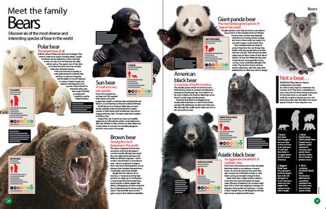 Types Of Bears With Pictures Peepsburghcom