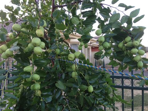 This fruit was another one of the most popular new discoveries at #fruitcrawl. Forum: Jujubes