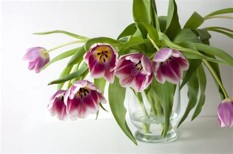 Purple Tulips In Glass Vase On White Background Still Life Beauty Of Nature Spring Flowers