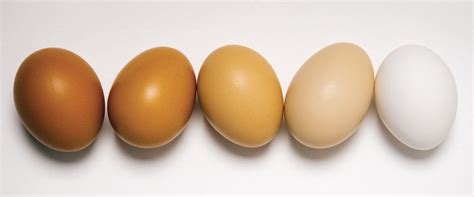 Whats The Difference Between Brown Eggs And White Eggs