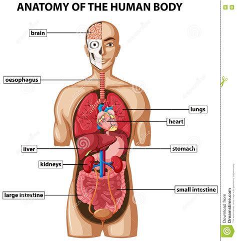 Its function is to transport substances in the blood, around the body. Anatomy of the body internal organs a140e28283d160674d7d098b3ab3396d #anatomy #of #the #body # ...