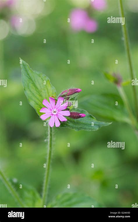 Silene Dioica Red Campion Wildflower Stock Photo Alamy