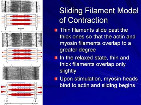 Ppt Sliding Filament Model Of Contraction Powerpoint Presentation Free Download Id