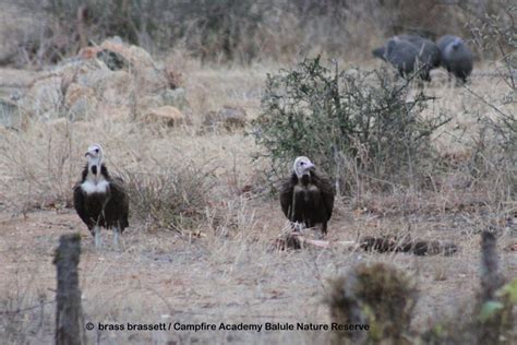 Vultures Africa Geographic