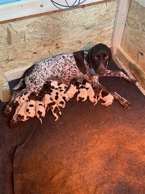 Our female gsp had a litter of 13 puppies! German Shorthaired Pointer Puppies - Petclassifieds.com
