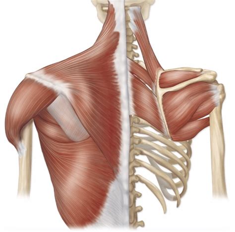 Scapulohumeral Muscles Diagram Quizlet