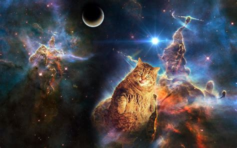 Cats In Space Wallpapers Wallpaper Cave