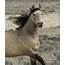 Wild Buckskin Stallion Runs Photograph By Carol Walker