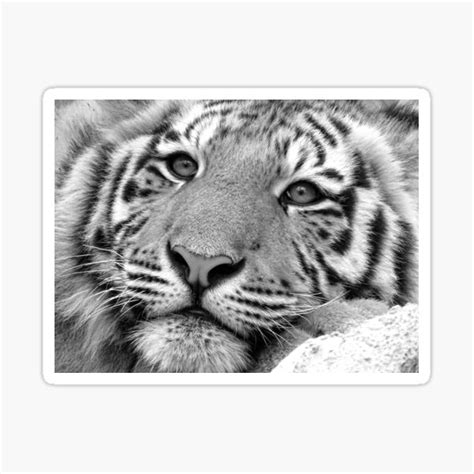 Tiger Face Sticker For Sale By Thula Redbubble