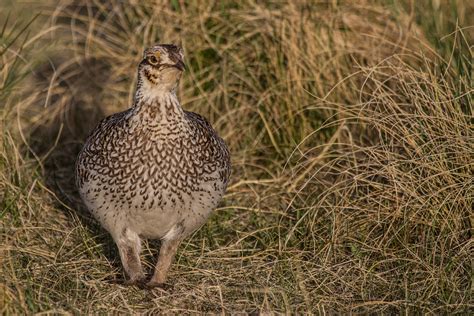 Sharp Tailed Grouse Audubon Field Guide