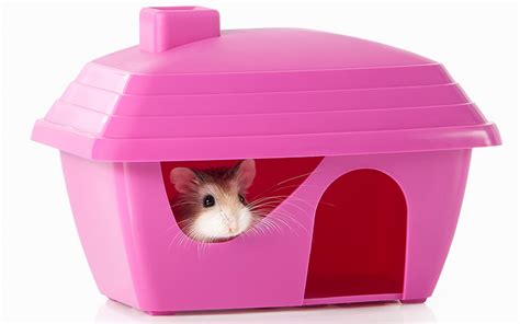 Roborovski Hamster A Complete Guide To Robo Hamster Care