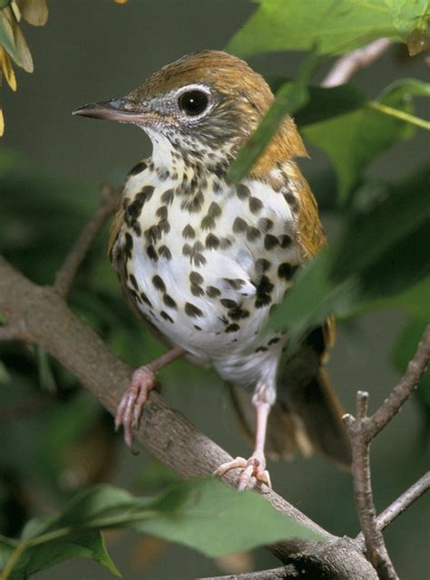 Wood Thrush Facts Habitat Diet Migration Song Video Pictures