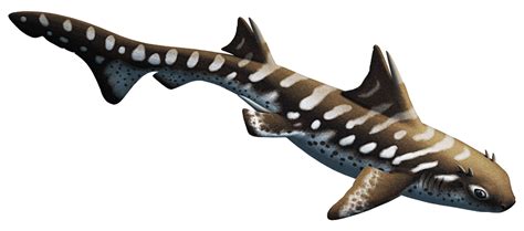Almost Living Fossils Month 09 Horned Sharksall Modern Species Of