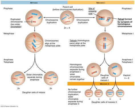 Cell Cycle Mitosis Vs Meiosis