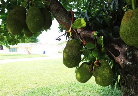 Growing Jackfruit In South Florida The Survival Gardener