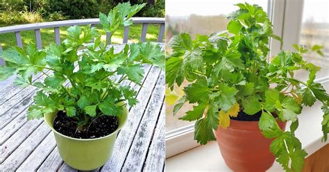 Growing Celery In Containers Pot Grown Celery