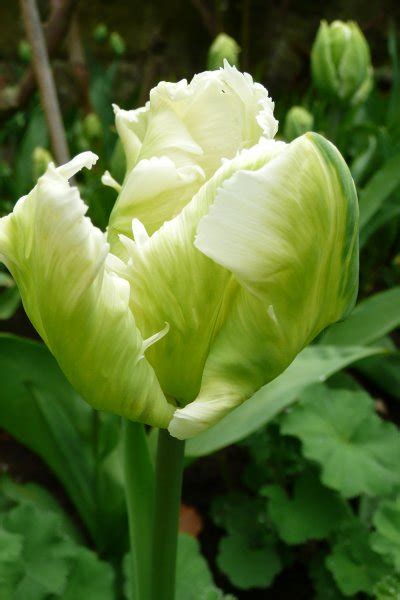 Tulipa ‘white Parrot Plants Oak Leaf Gardening