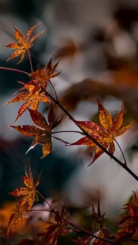 Autumn Leaves Mobile9 Phone Wallpaper Images Iphone Wallpaper Fall