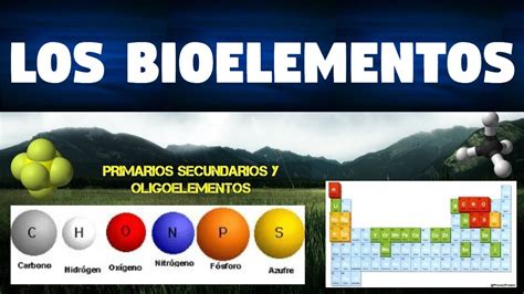 Todo Sobre Los Bioelementos ClasificaciÓn Y Funciones
