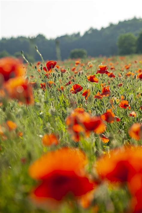 Meadow Full Of Red Poppies Stock Image Image Of Plant 152499031