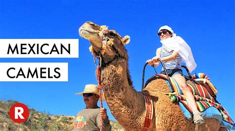 A few more photos with sidi and the camels and we were i tried almost anything out there to get rid of some diseases that seem to be normal in our society but definitely are not ok when you lead a healthy life. Riding Camels in Mexico! // Don't Miss This! // Wild ...
