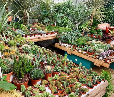 Make a ditch for the cactus to be collected. SATURDAY SPIKES | Dont forget, if you're big into cacti ...