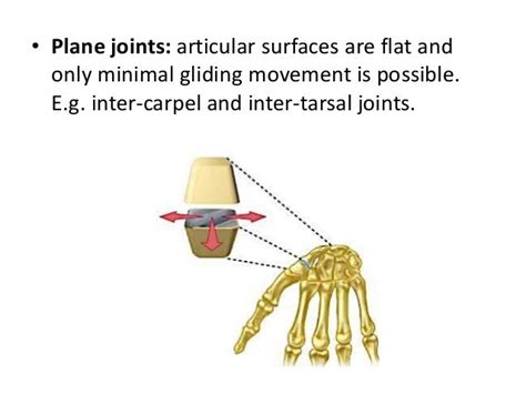 Joints And Movements