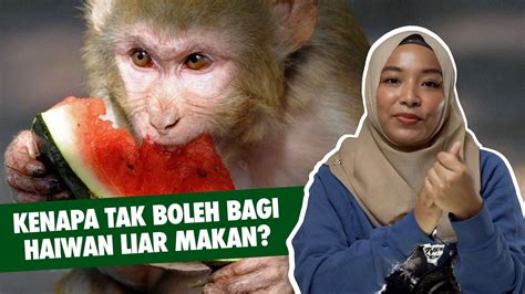 Thanks koh fendhy, kalo ada kenapa2 lg boleh contact dah. Kenapa Tak Boleh Bagi Haiwan Liar Makan? - ML Studios