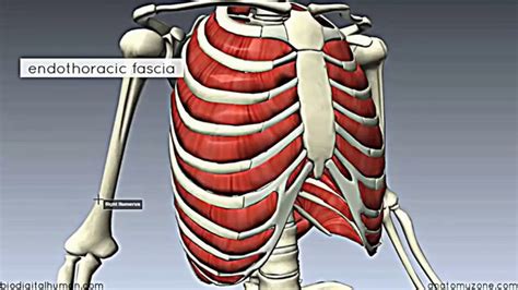 Anatomy Muscles Of The Thoracic Wall Youtube