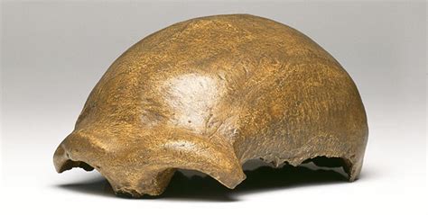 Who Were The Neanderthals Natural History Museum
