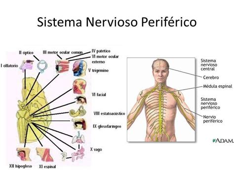 Relacion Sistema Nervioso Y Reproductivo Mind Map Images And Photos