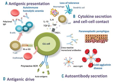 Chronic Lymphocytic Leukemia And Autoimmunity A Systematic Review