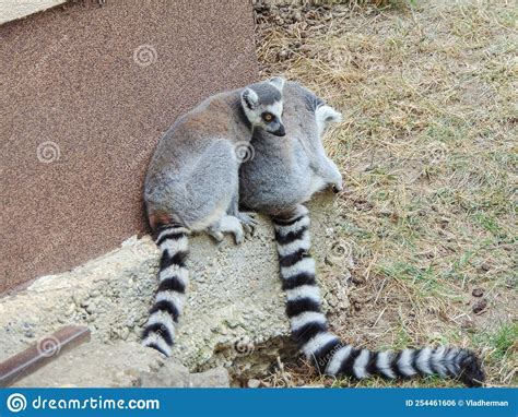 Two Lemurs At Zoo During The Summer Stock Photo Image Of Nice
