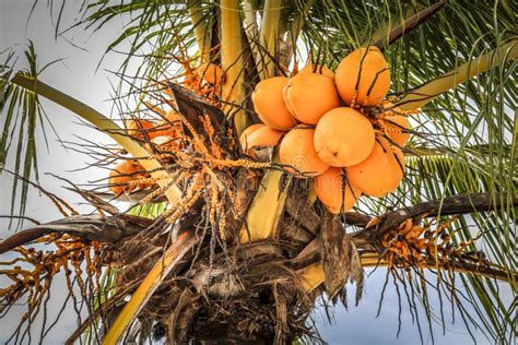 Yellow Coconuts Ready To Be Harvested Stock Image Image Of Green