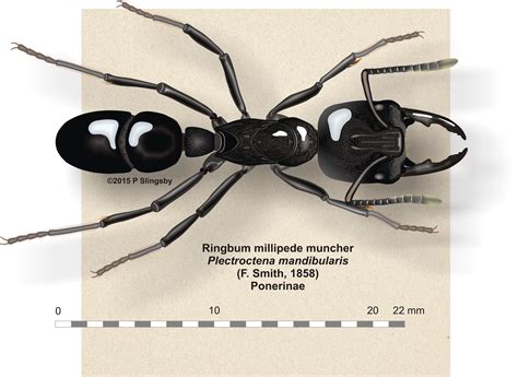 Ants Of Southern Africa Plectroctena Mandibularis The Ringbum